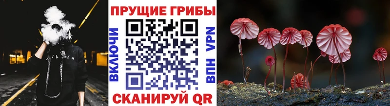 закладки  Новосиль  Псилоцибиновые грибы мухоморы 